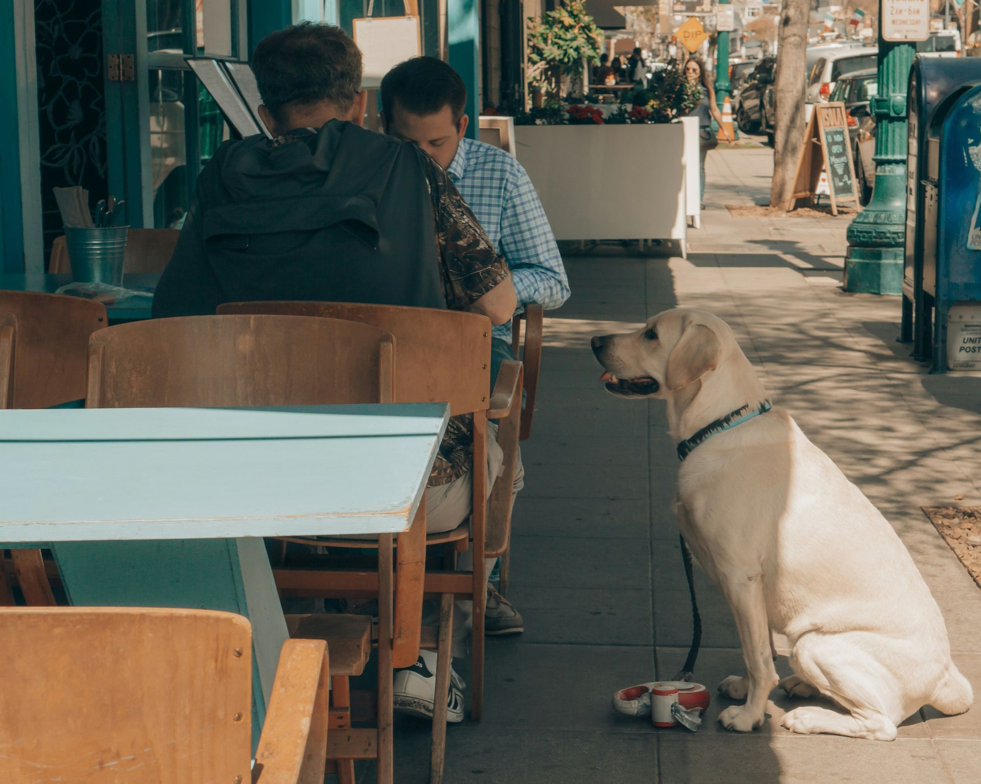 A dog is sitting on the sidewalk looking at people sitting at tables.