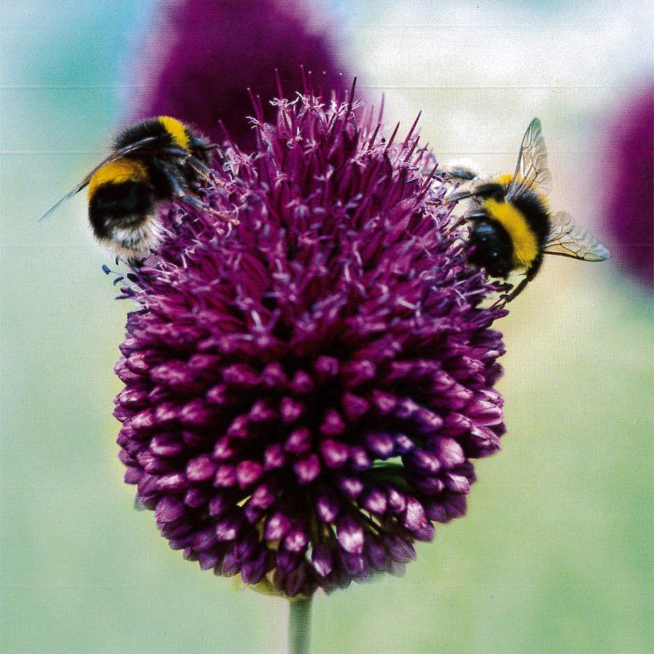 Bees on Allium