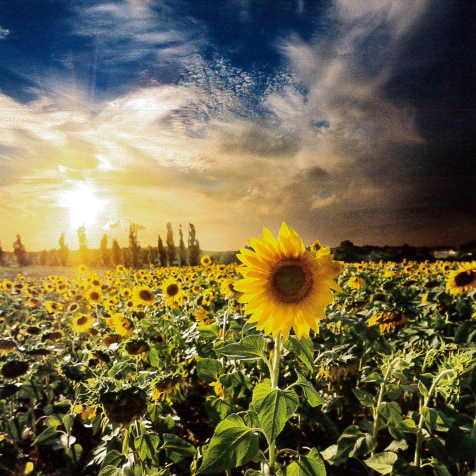 Field of blossoming sunflowers on a sunny day