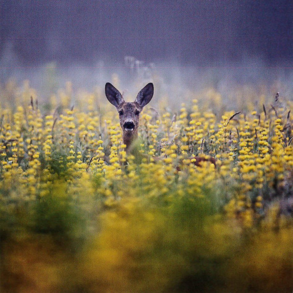 Roe Deer in the Morning Mist