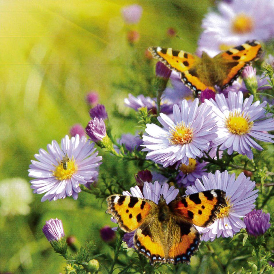 Two Butterflies on Flowers