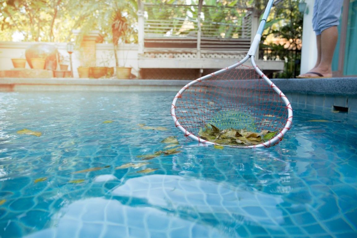 Using a long-handled net skimmer to remove leaves from a swimming pool.