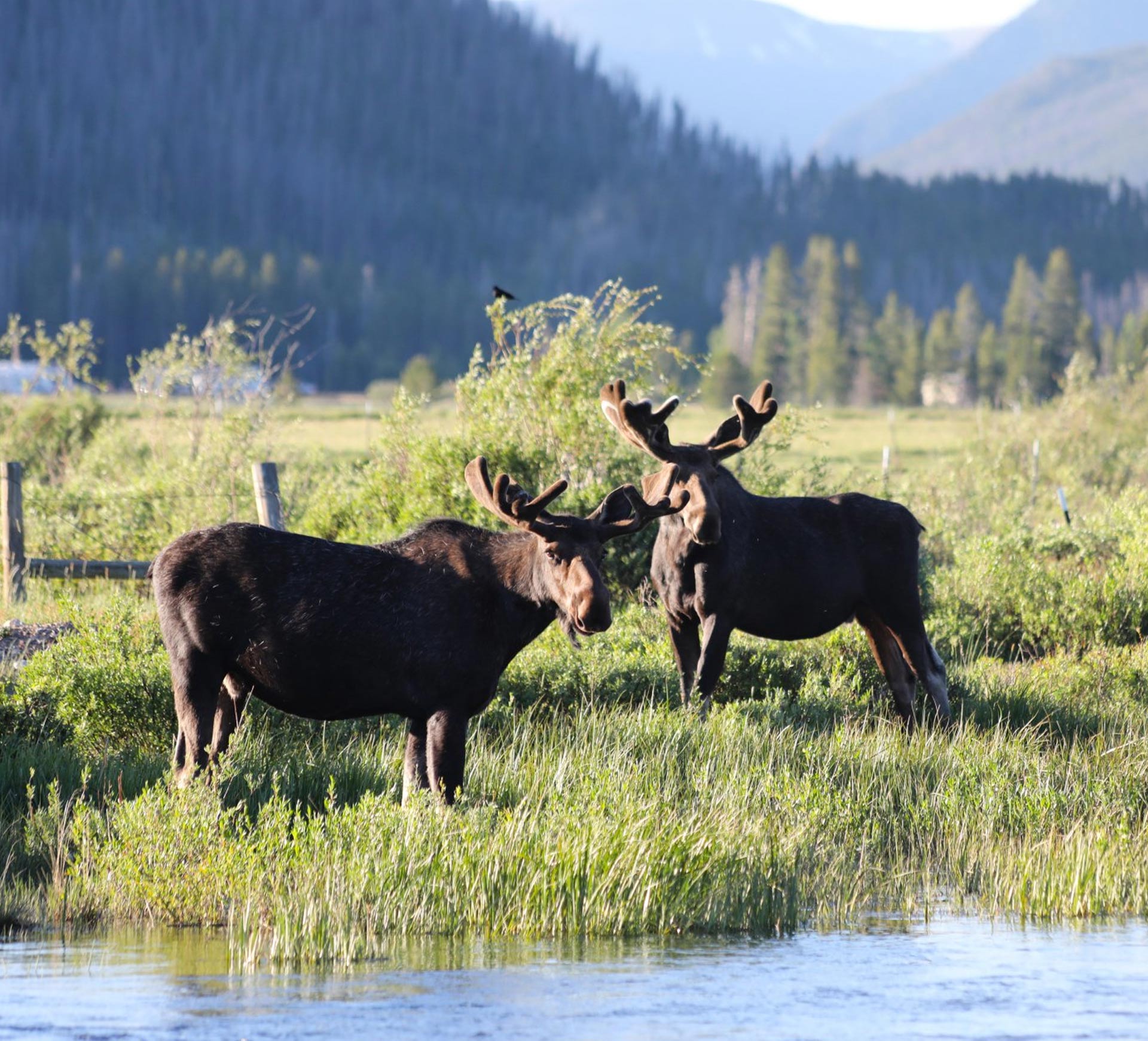 moose in near the winding river ranch lake 