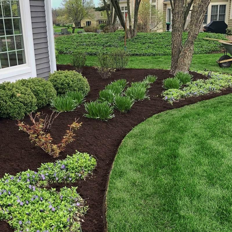 A garden bed with dark mulch, green shrubs, and purple flowering ground cover next to a house and a lush green lawn.