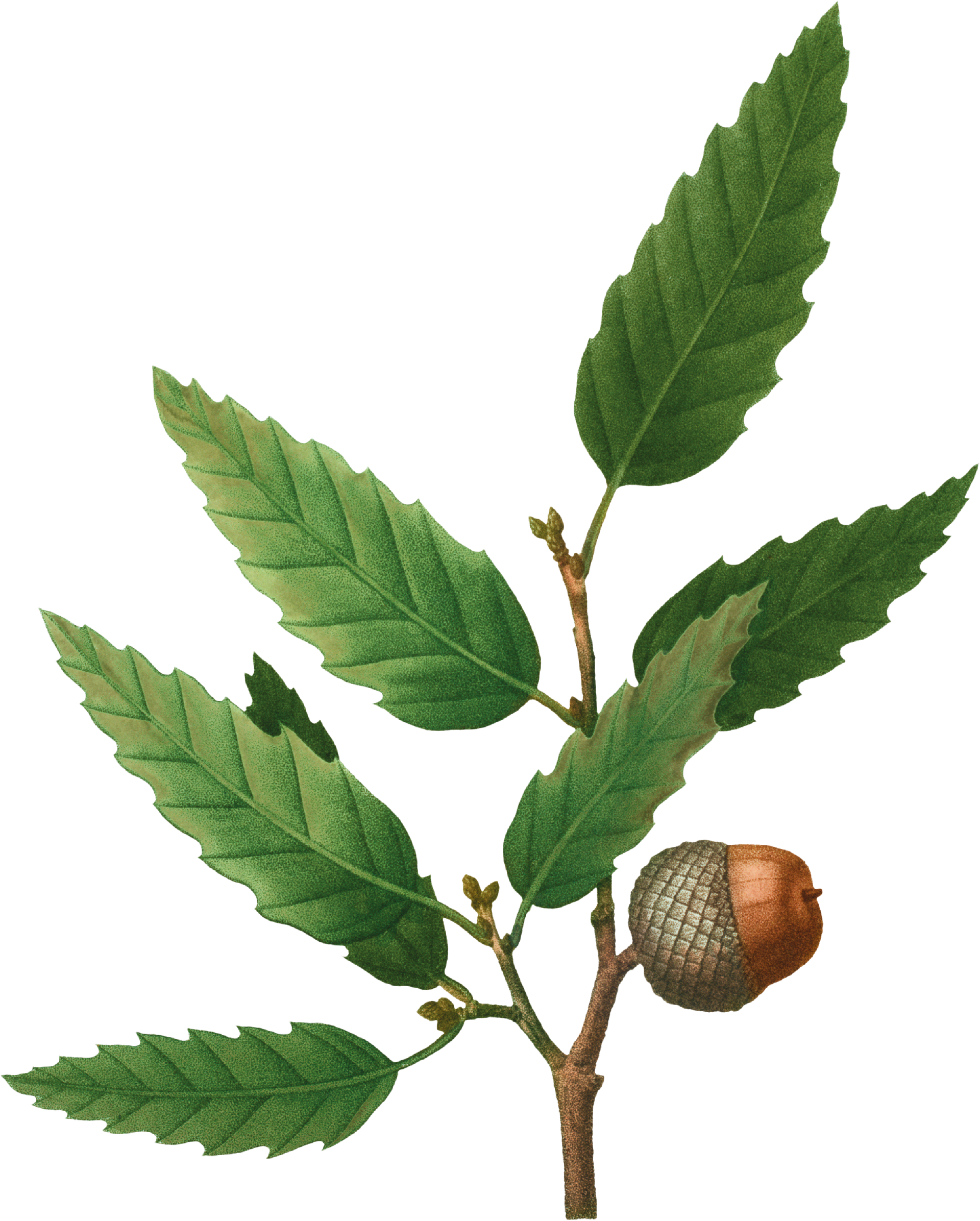 A tree branch with leaves and an acorn on it