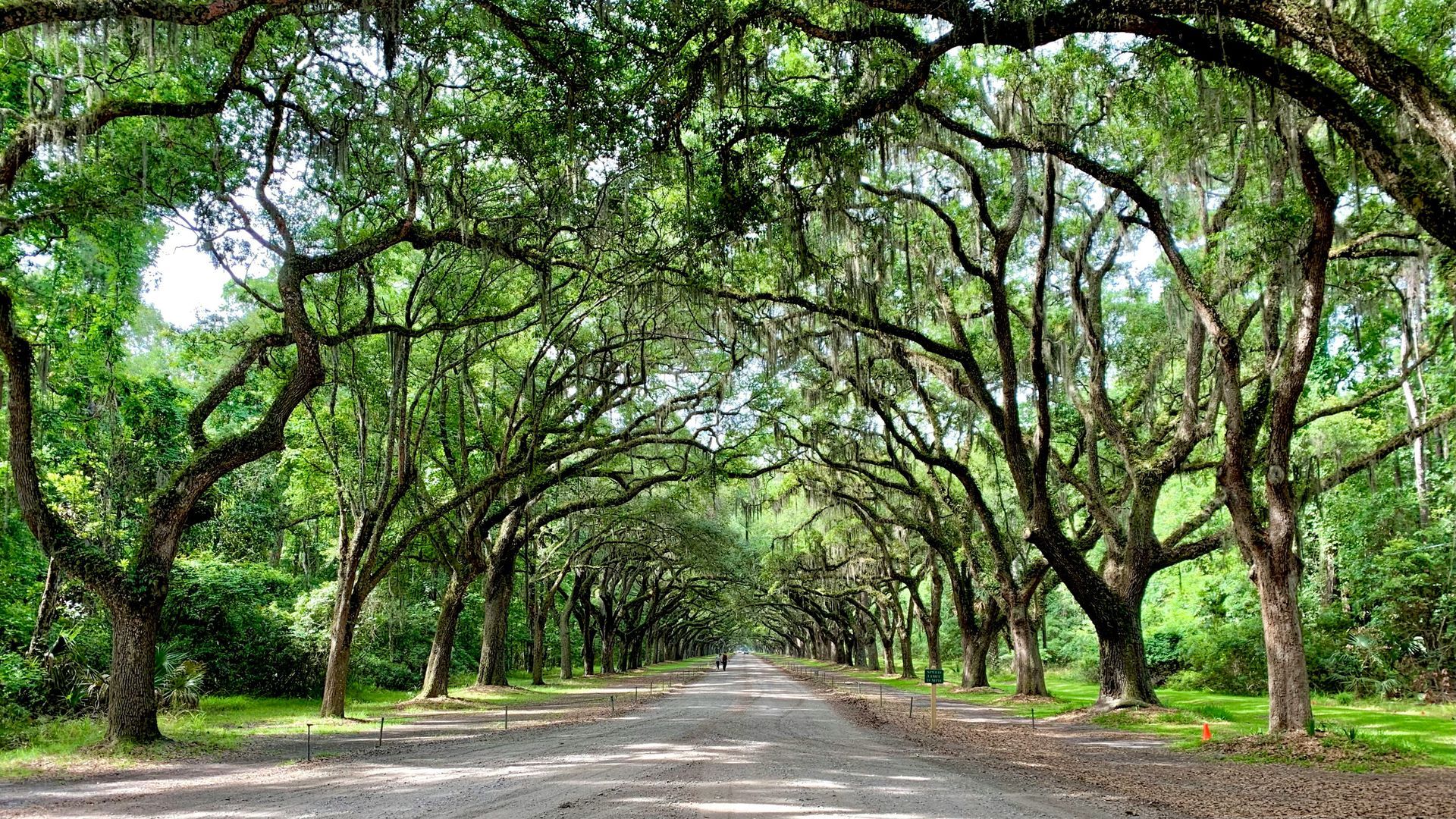 A dirt road lined with trees on both sides.
