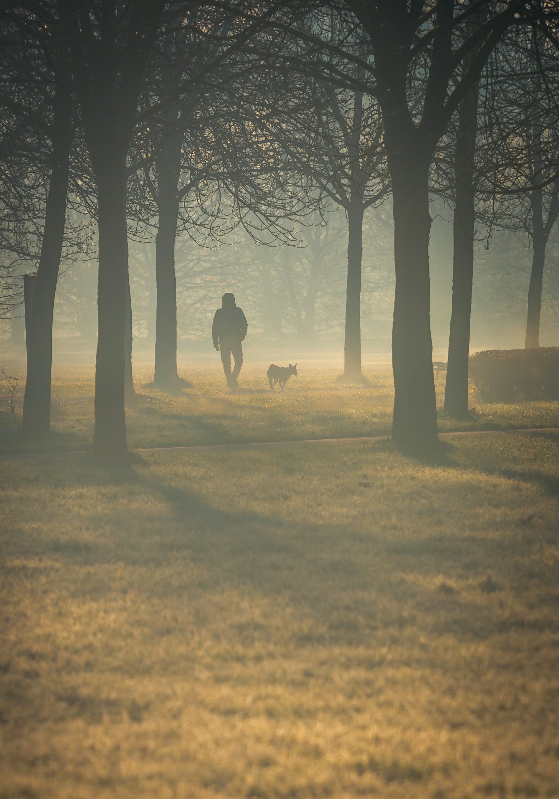 A man is walking a dog in a park on a foggy day.