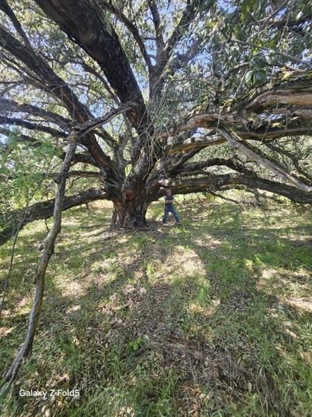 Large, sprawling tree with person standing near the base. Overcast sky. Green grass and shadows.