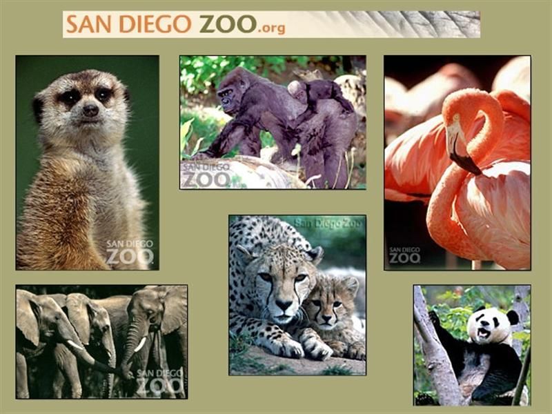 Meerkat, gorilla with baby, flamingo, elephants, cheetah with cub, panda bear at San Diego Zoo.