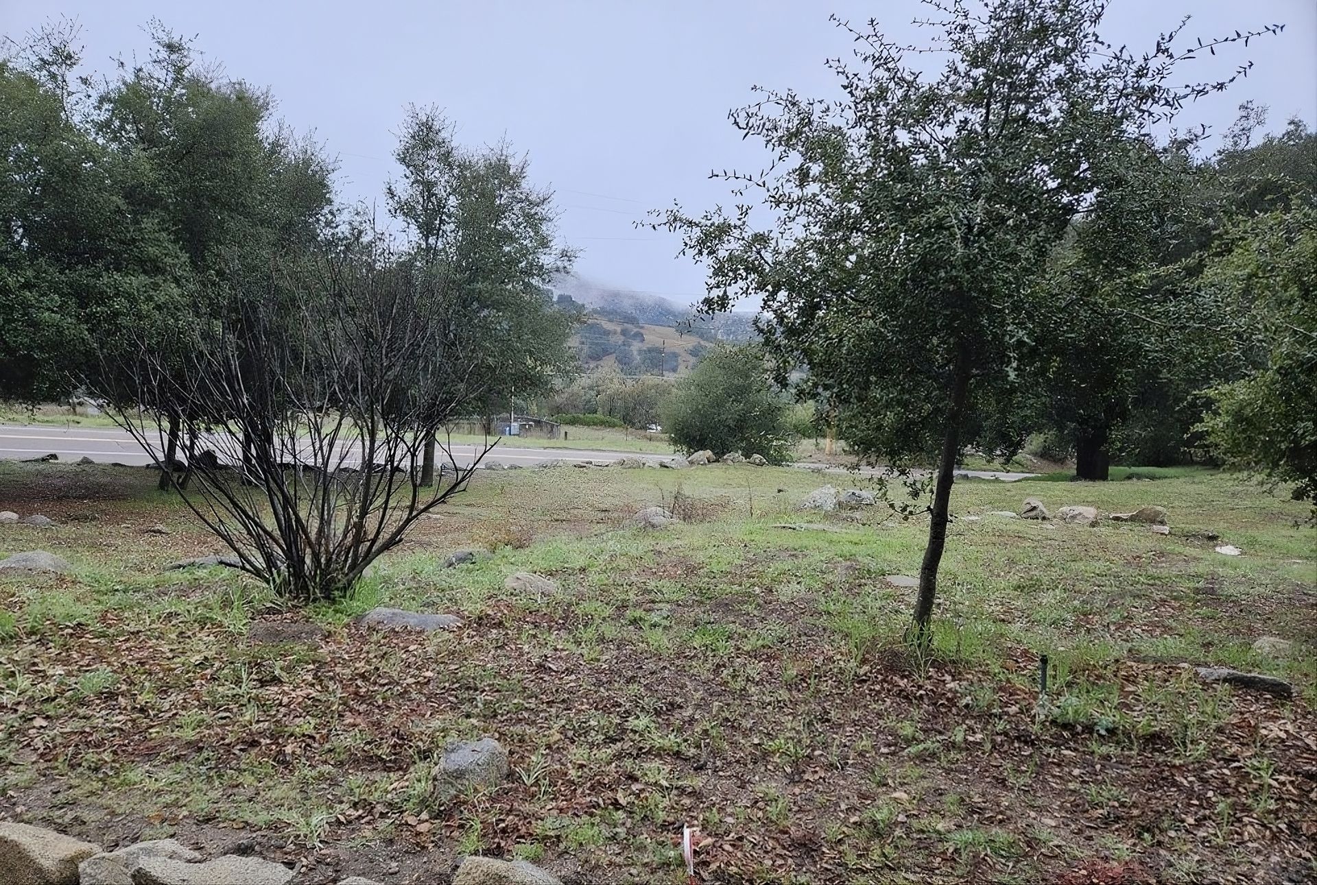 Trees and brush in a grassy field on a cloudy day, with mountains in the background.