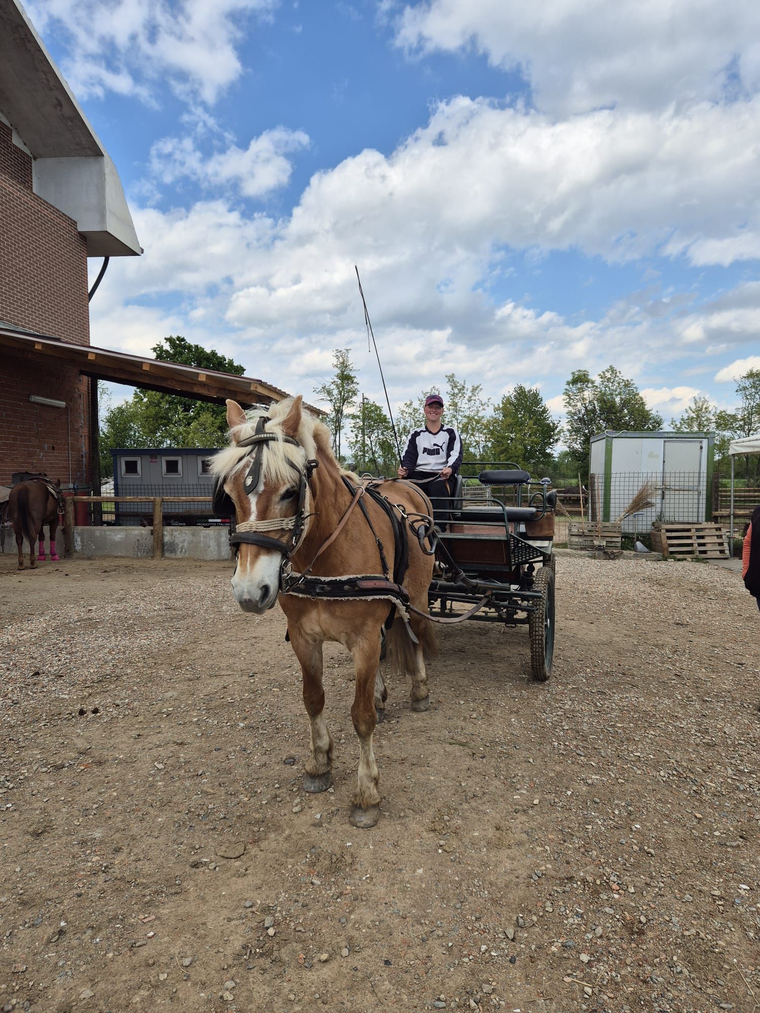 carrozza trainata da cavalli in un campo