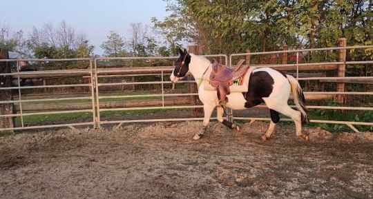 cavallo in un'arena per allenamento