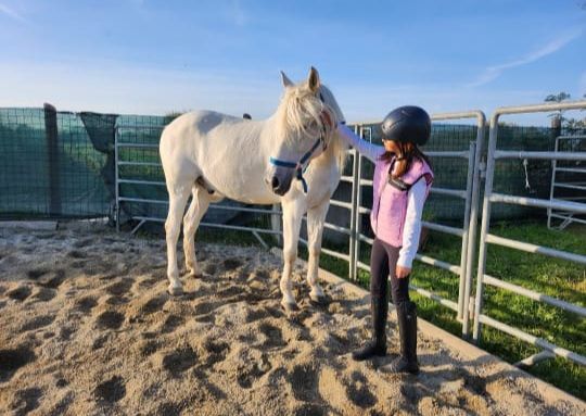 cavallo bianco in un'arena per un corso di equitazione