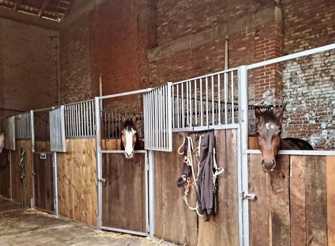 stalle con cavalli