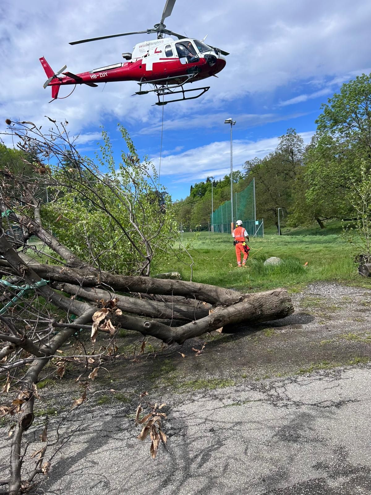 potatura piante alto fusto Lugano Vassalli & Bronner