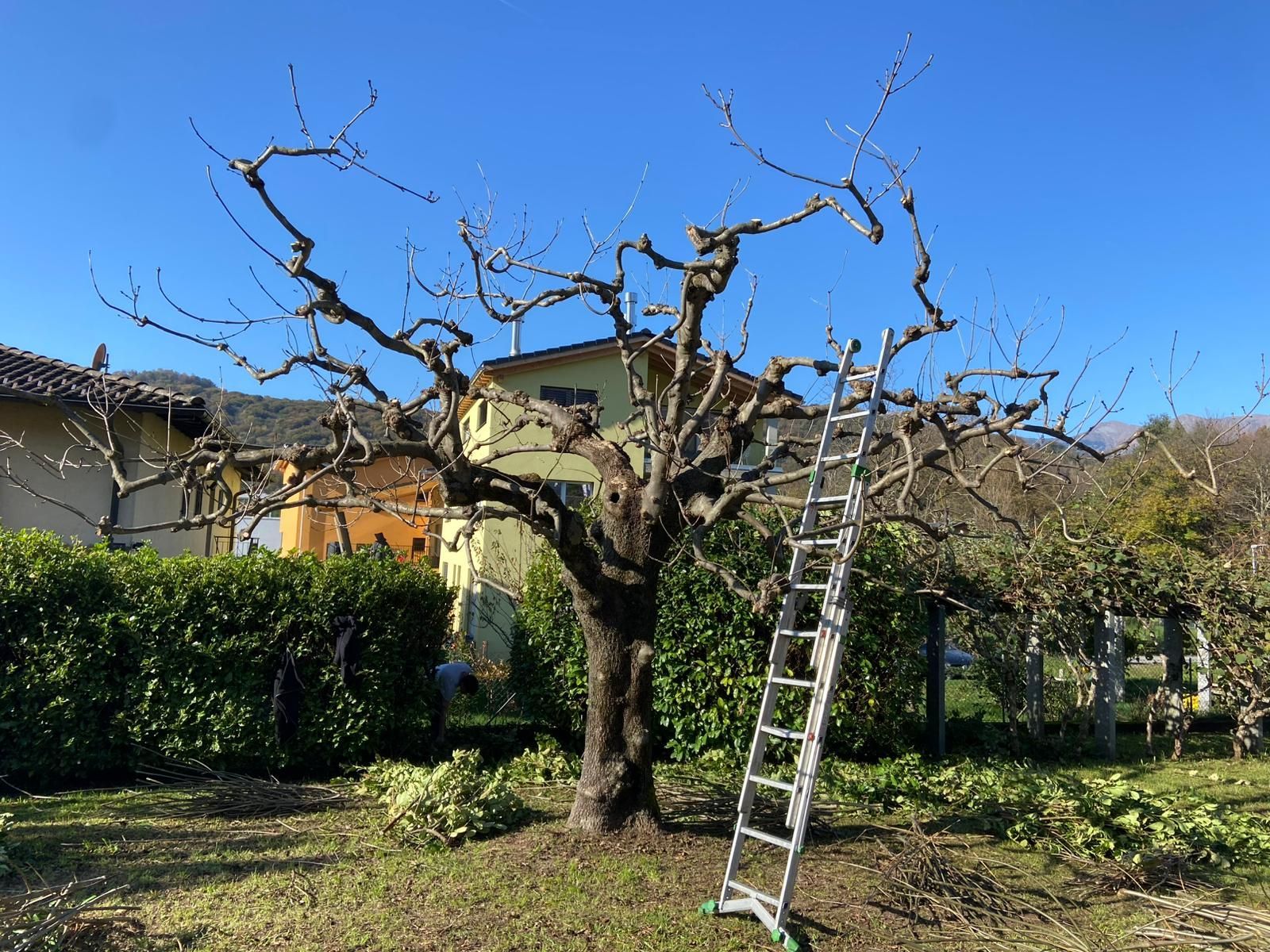 potature alberi Vassalli & Bronner Sagl