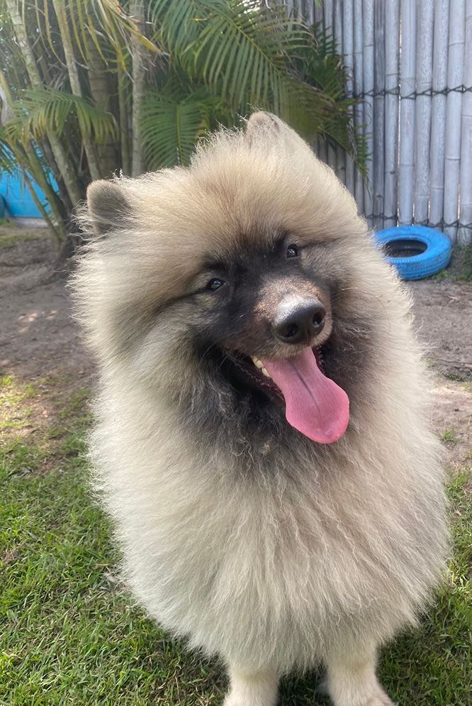 A Pomeranian Dog is Standing in the Grass With Its Tongue Hanging Out — Isis Pet Resort in Goodwood, QLD