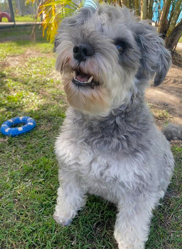 A Small Gray and White Dog is Sitting in the Grass — Isis Pet Resort in Goodwood, QLD