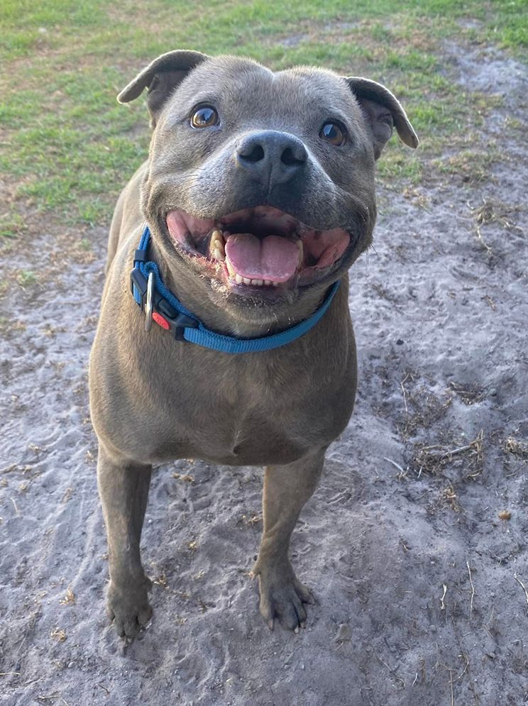 A Dog Wearing a Blue Collar is Standing in the Dirt and Smiling — Isis Pet Resort in Goodwood, QLD