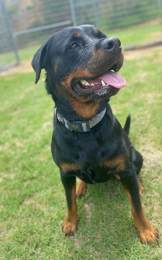 A Rottweiler Dog is Sitting in the Grass With Its Tongue Hanging Out — Isis Pet Resort in Goodwood, QLD