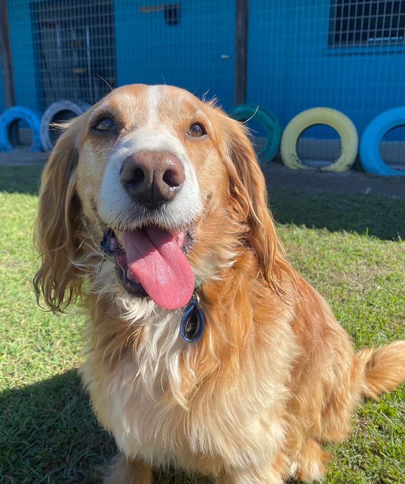 A Golden Retriever is Sitting in the Grass With Its Tongue Hanging Out — Isis Pet Resort in Goodwood, QLD
