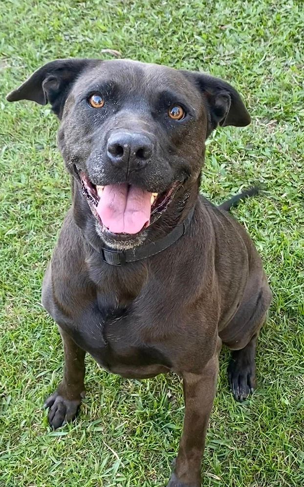 A Black Dog is Sitting in the Grass With Its Tongue Hanging Out — Isis Pet Resort in Goodwood, QLD