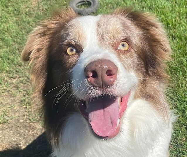 A Brown and White Dog is Sitting in the Grass With Its Tongue Hanging Out — Isis Pet Resort in Goodwood, QLD