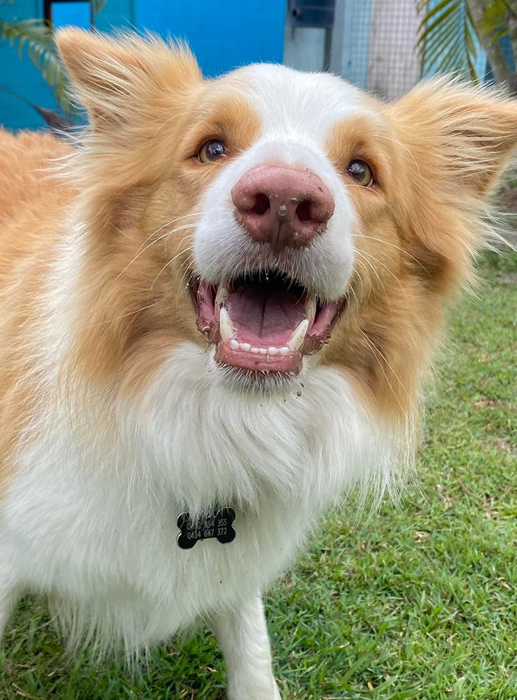 A Brown and White Dog is Standing in the Grass With Its Mouth Open — Isis Pet Resort in Goodwood, QLD
