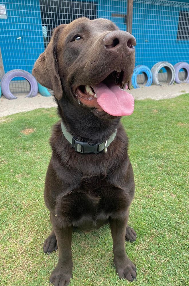 A Brown Dog is Sitting on the Grass With Its Tongue Hanging Out — Isis Pet Resort in Goodwood, QLD