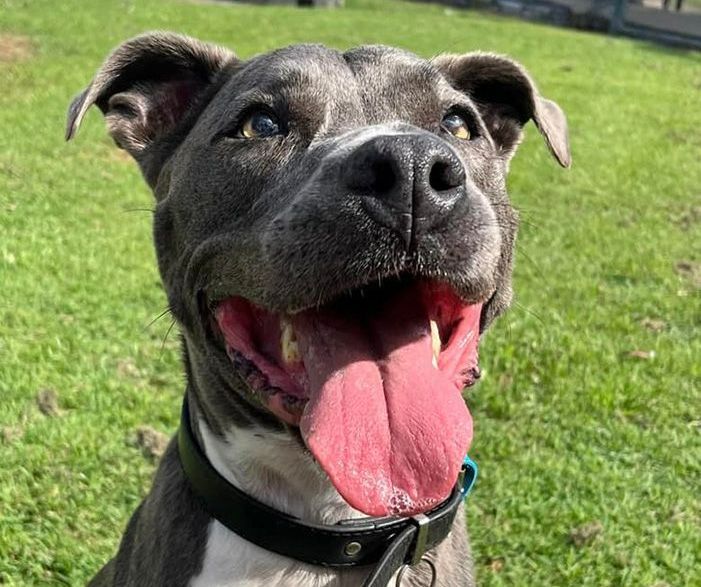 A Dog is Sitting in the Grass With Its Tongue Hanging Out — Isis Pet Resort in Goodwood, QLD