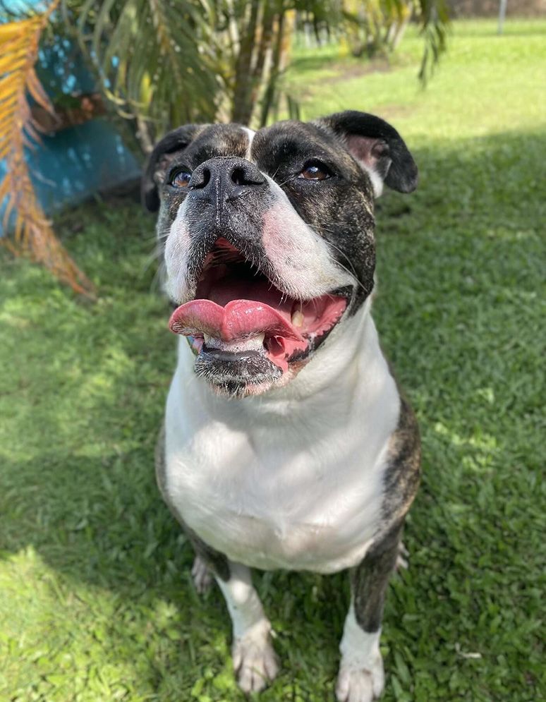 A Black and White Dog is Standing in the Grass With Its Tongue Out — Isis Pet Resort in Goodwood, QLD