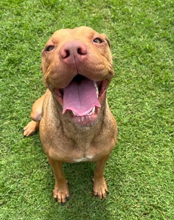 A Brown Dog is Sitting in the Grass With Its Tongue Hanging Out — Isis Pet Resort in Goodwood, QLD