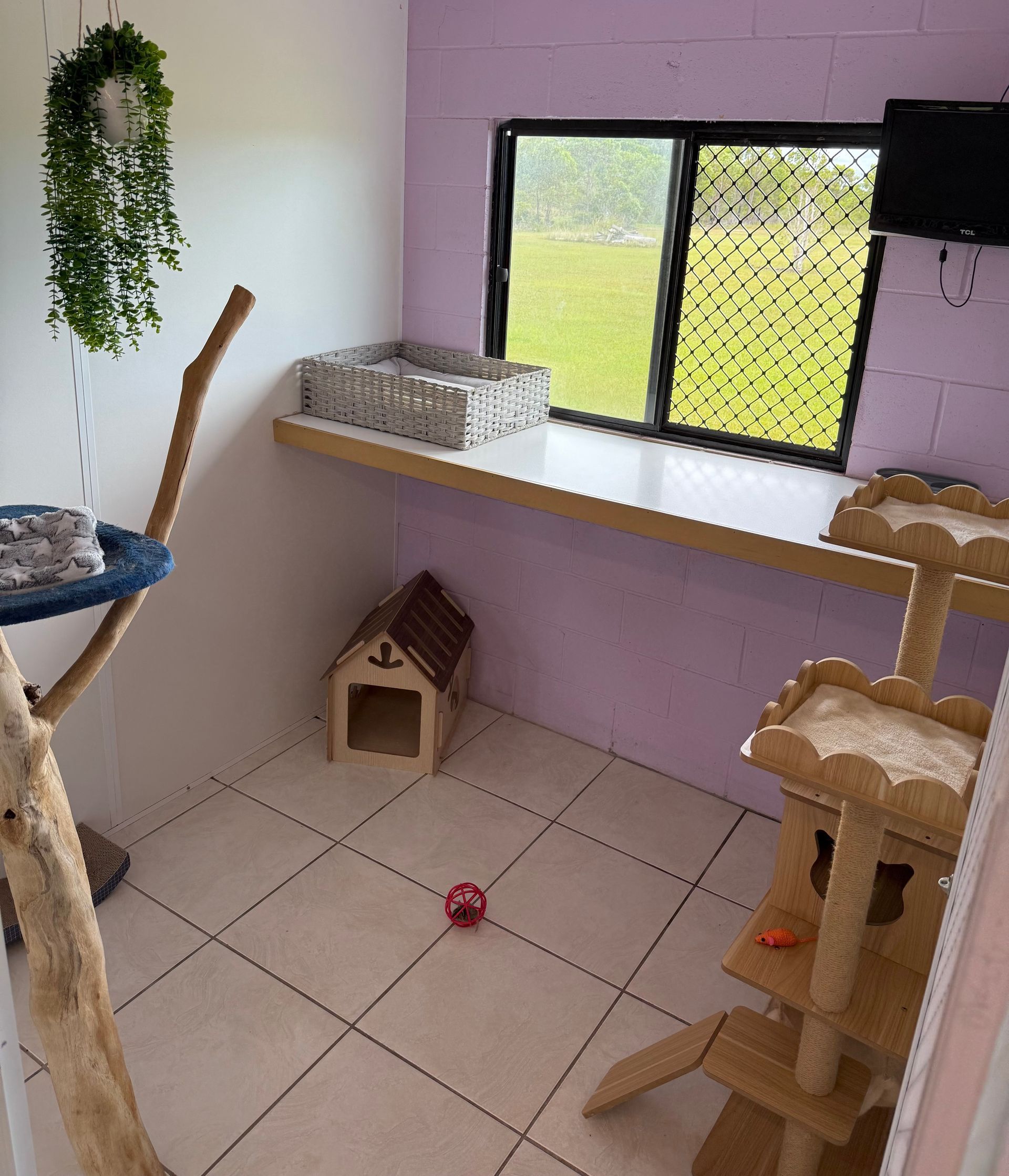 Luxury Cat Suite — Isis Pet Resort in Goodwood, QLD