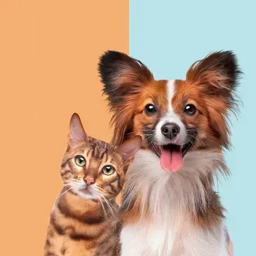 A Dog and a Cat Are Sitting Next to Each Other on a Blue and Orange Background — Isis Pet Resort in Goodwood, QLD