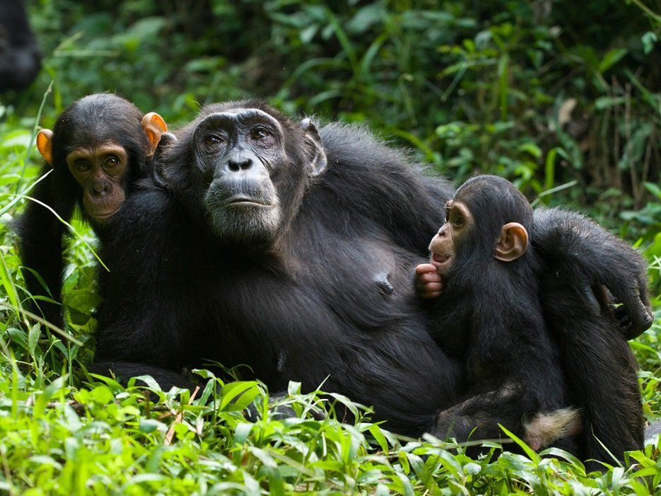 A group of chimpanzees are laying in the grass together