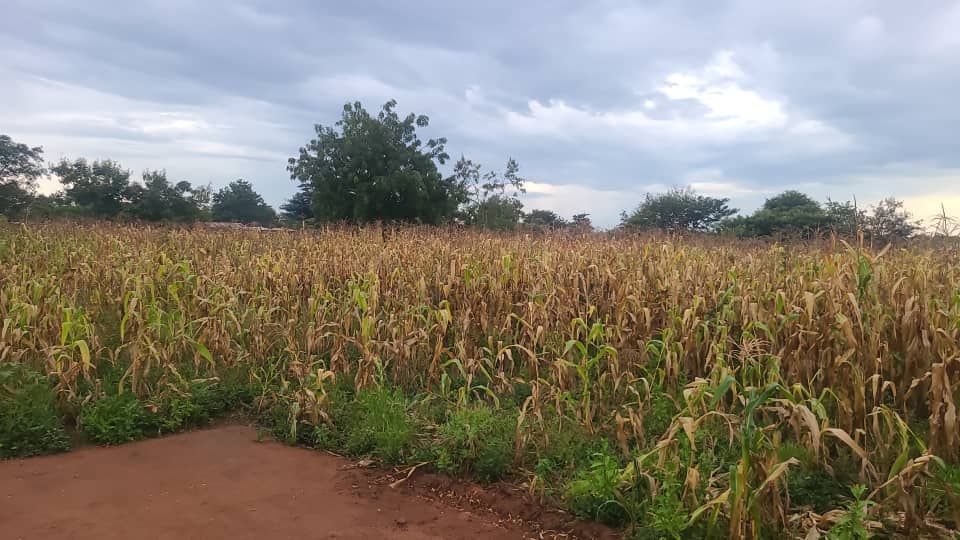Field of dry corn stalks under a cloudy sky.
