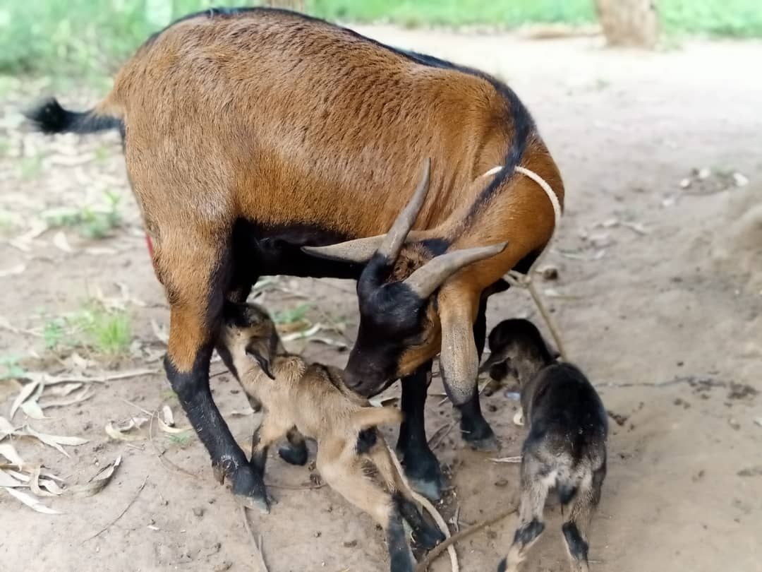 goats for Amigos Demonstation Farm
with Amigos