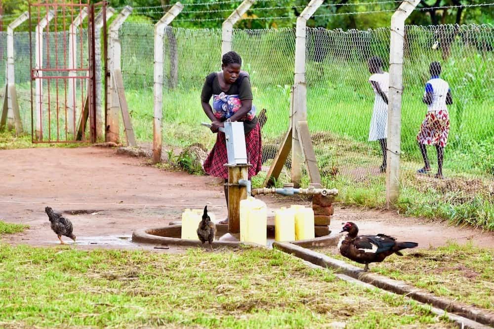 Woman pumping water from a well, filling yellow containers. Chickens and ducks nearby. Fence and green field in background.