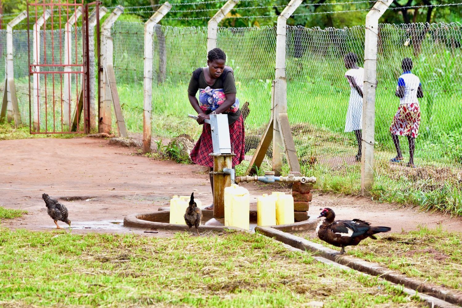 Woman pumping water from a well, filling yellow containers. Chickens and ducks nearby. Fence and green field in background.