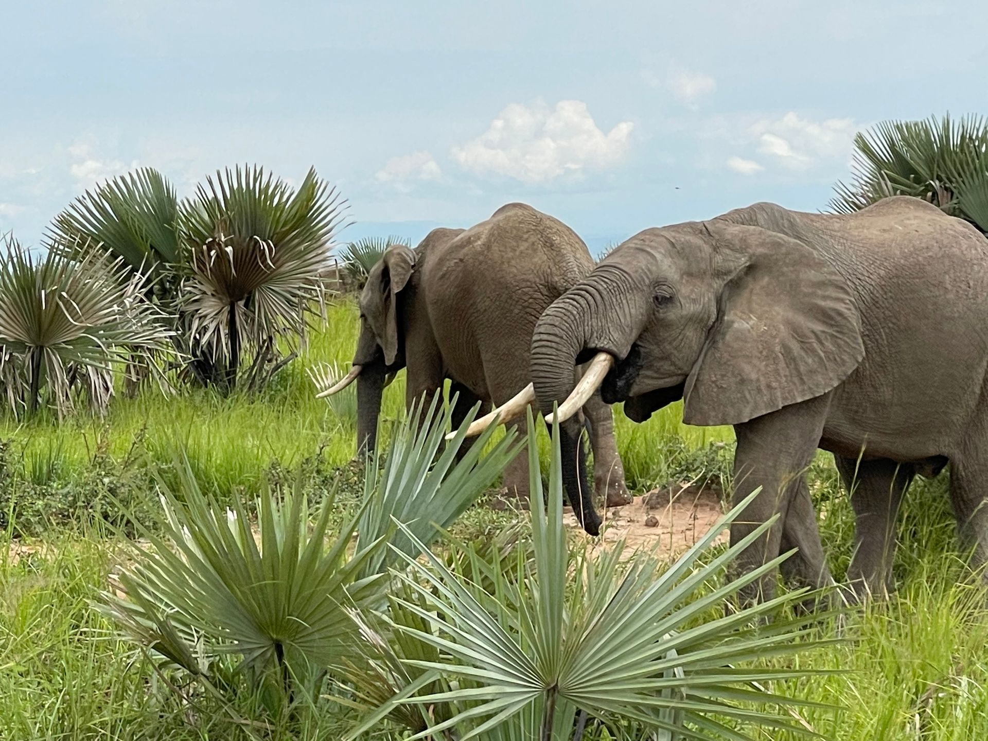 Two elephants are eating leaves from a palm tree in a field.