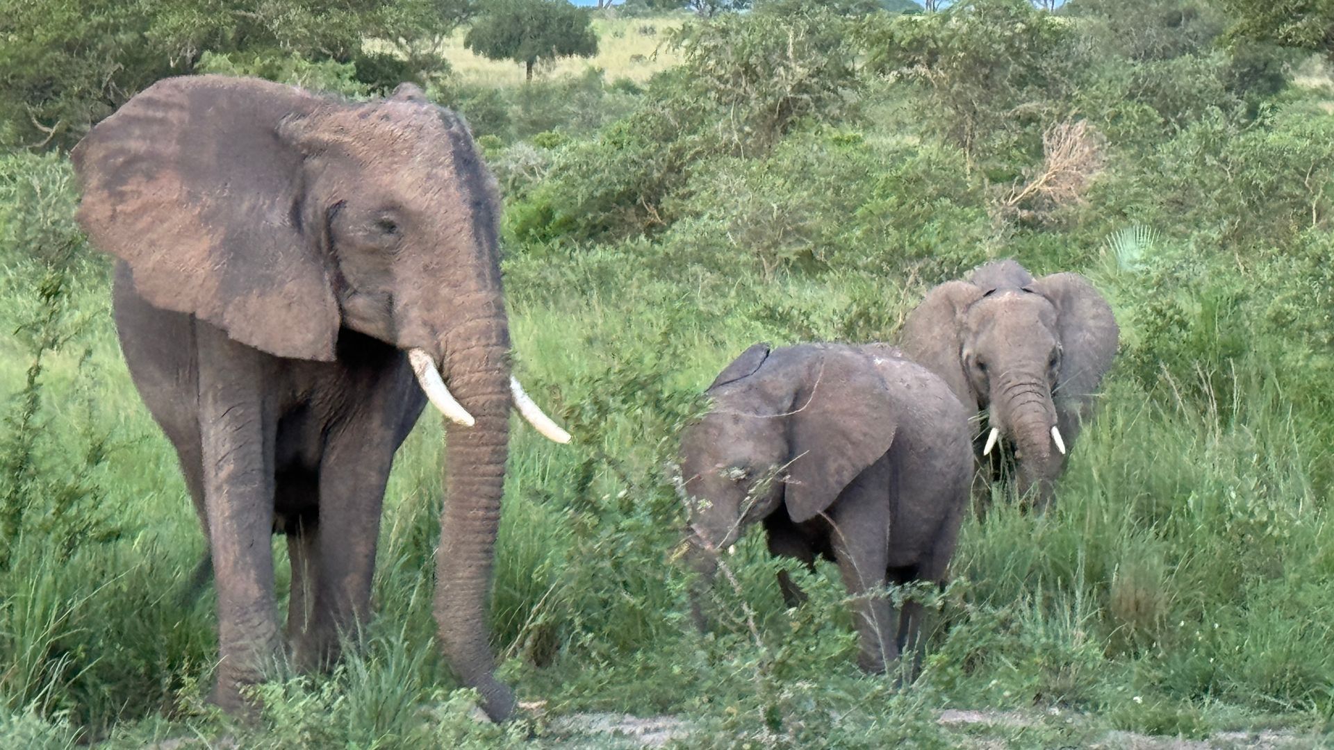 Three elephants are standing in a grassy field