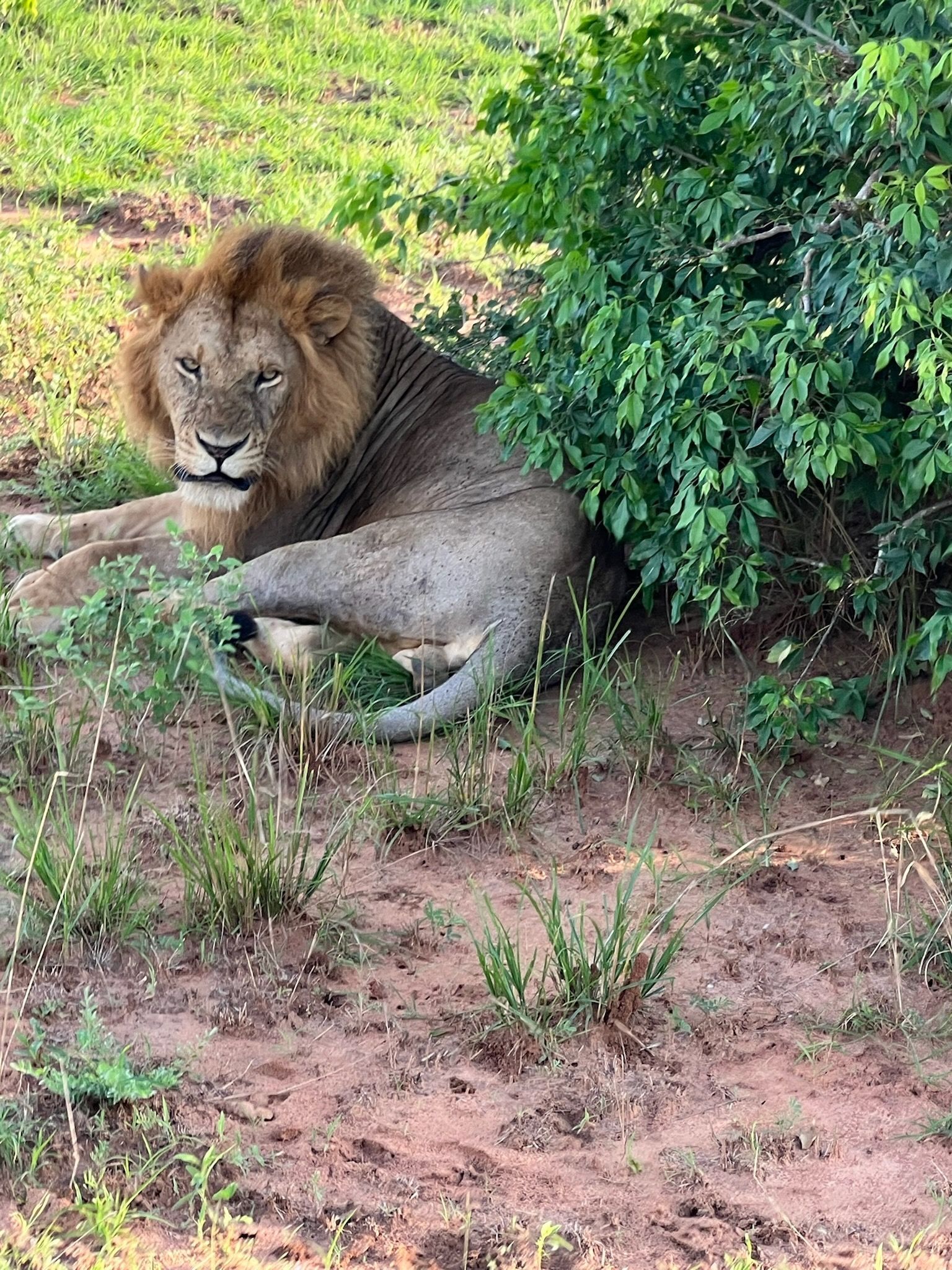 A lion is laying under a tree in the dirt.