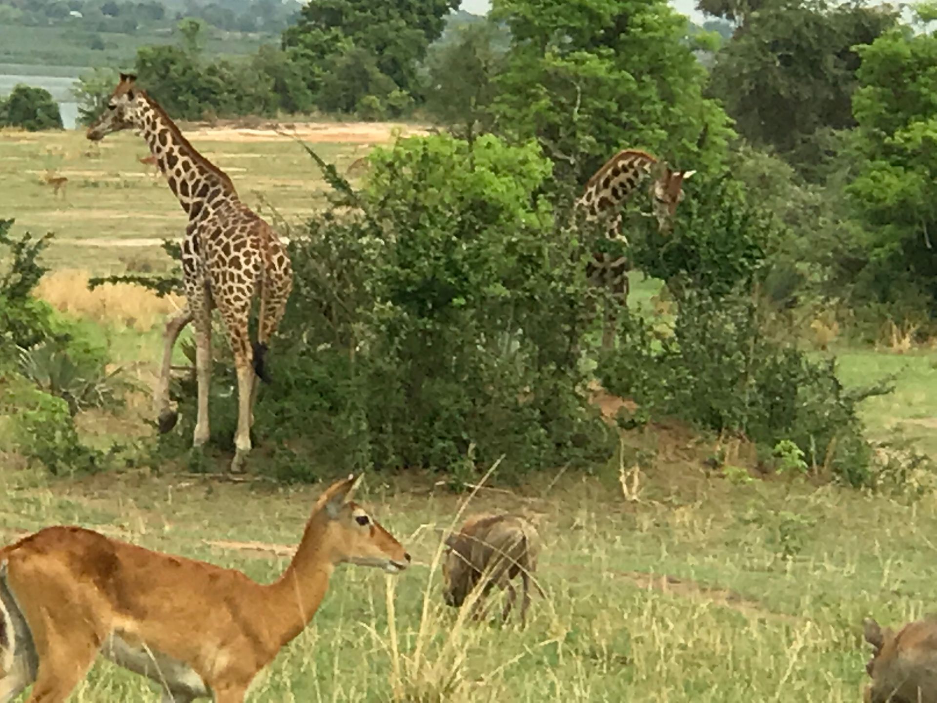 A group of giraffes standing in a field with a deer in the foreground