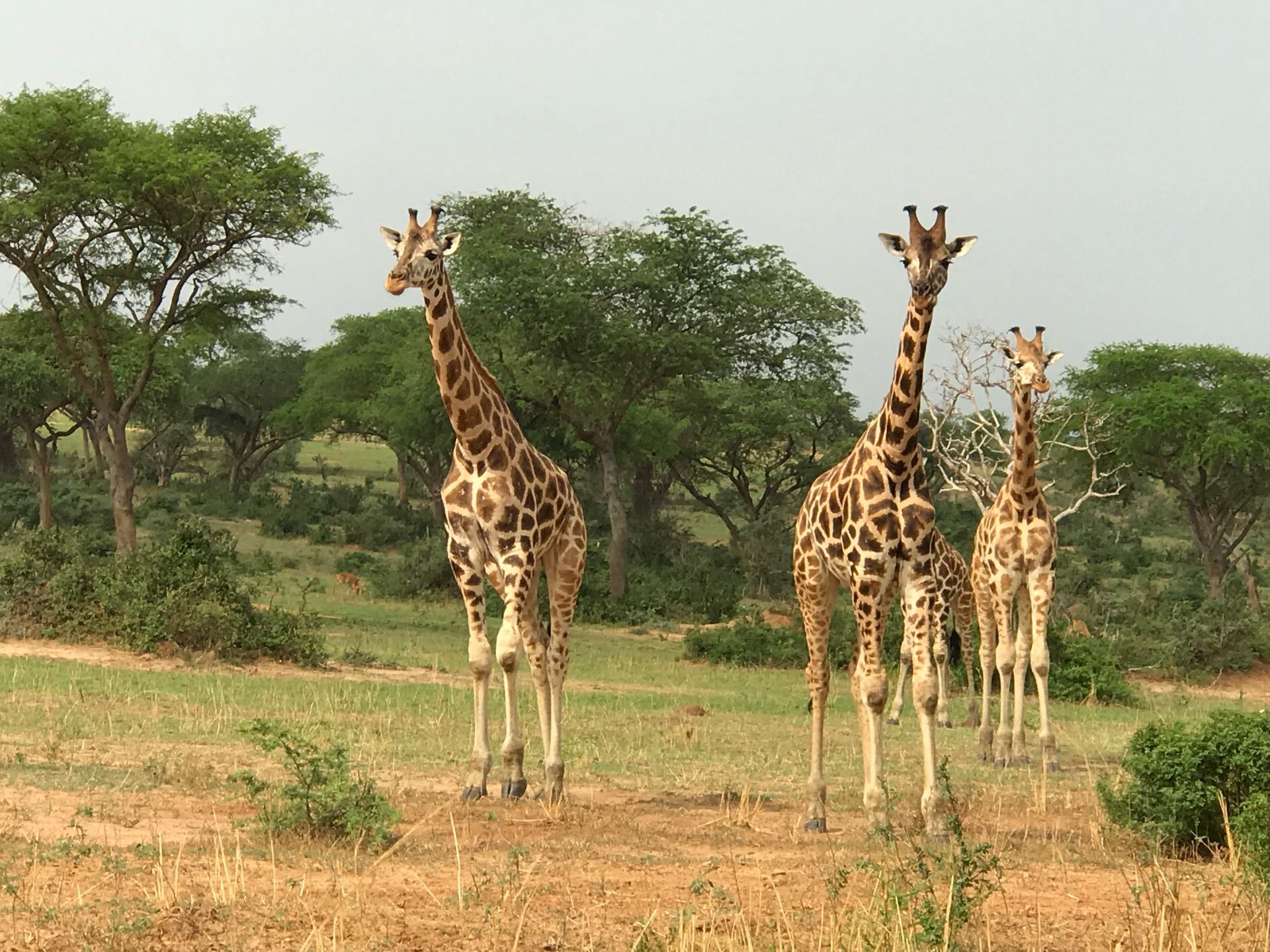 A herd of giraffes standing in a field with trees in the background.