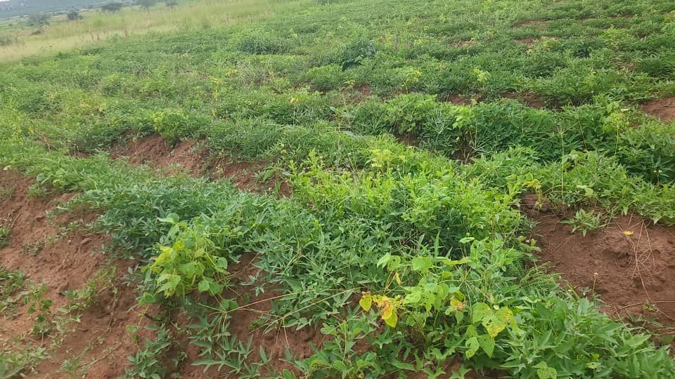 A field filled with lots of green plants growing in the dirt.