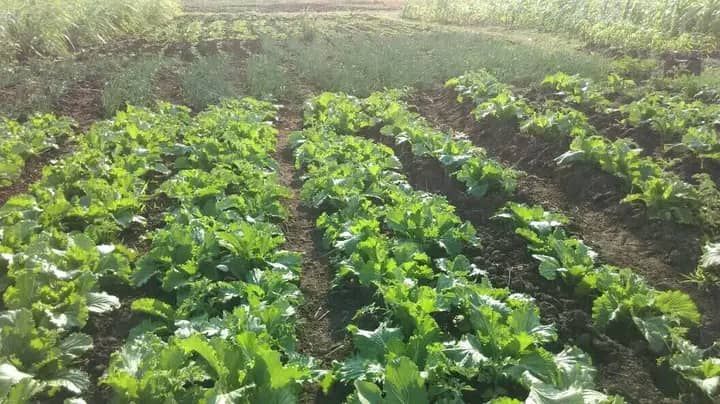 Rows of green leafy plants growing in a field, under sunlight.