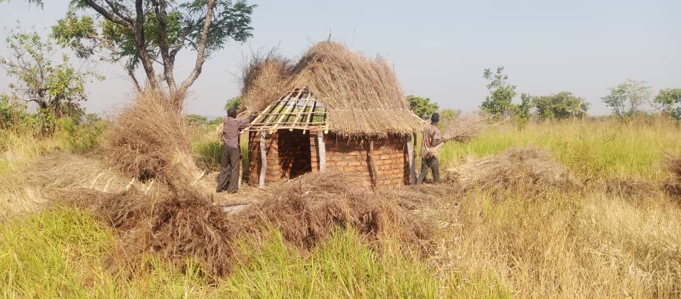 A thatched-roof hut being built in a field. Two people are working, surrounded by dried grass and trees.