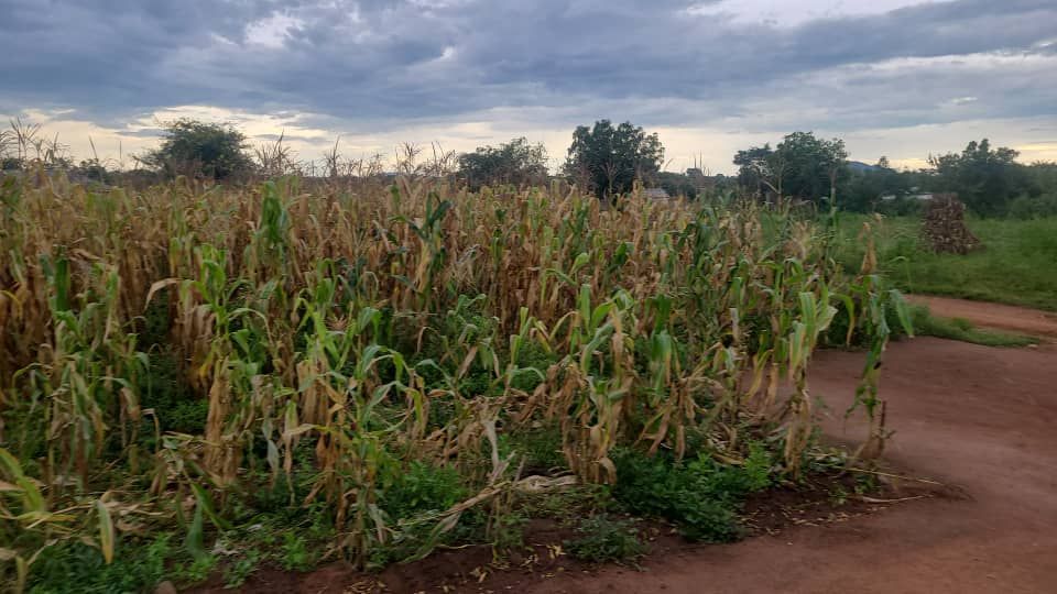 A field of corn with a dirt road in the foreground and a cloudy sky in the background.