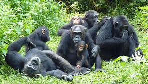 A group of chimpanzees are sitting in the grass.