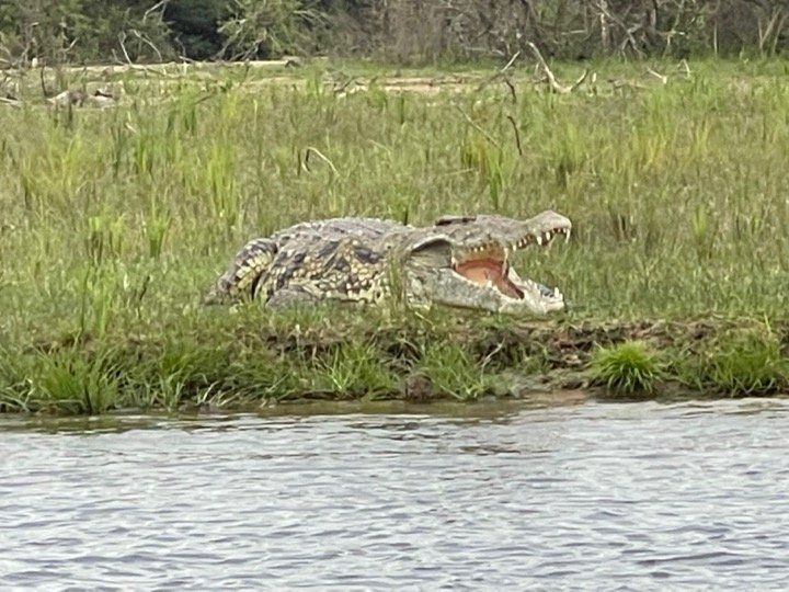 A crocodile is laying on the shore of a river with its mouth open.